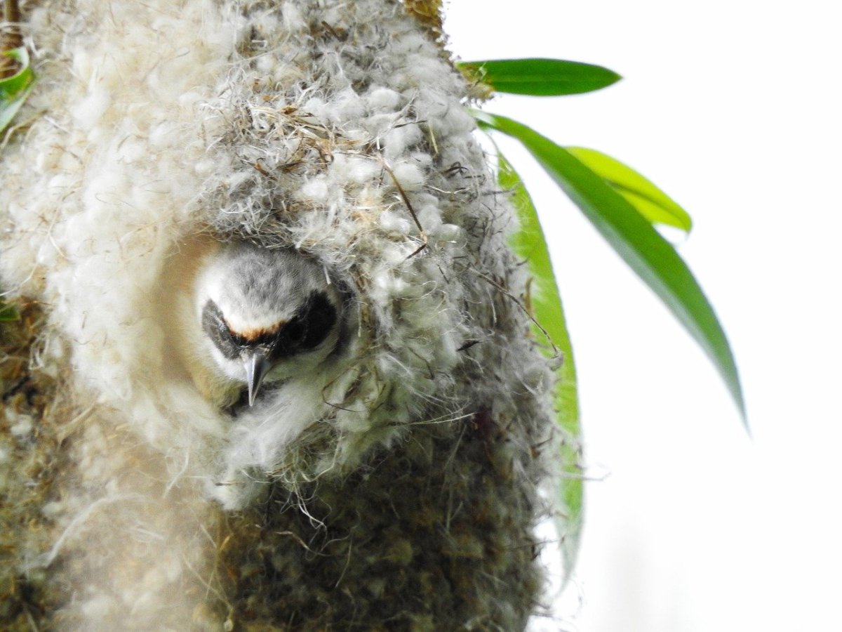 Гнездо синицы лазоревки