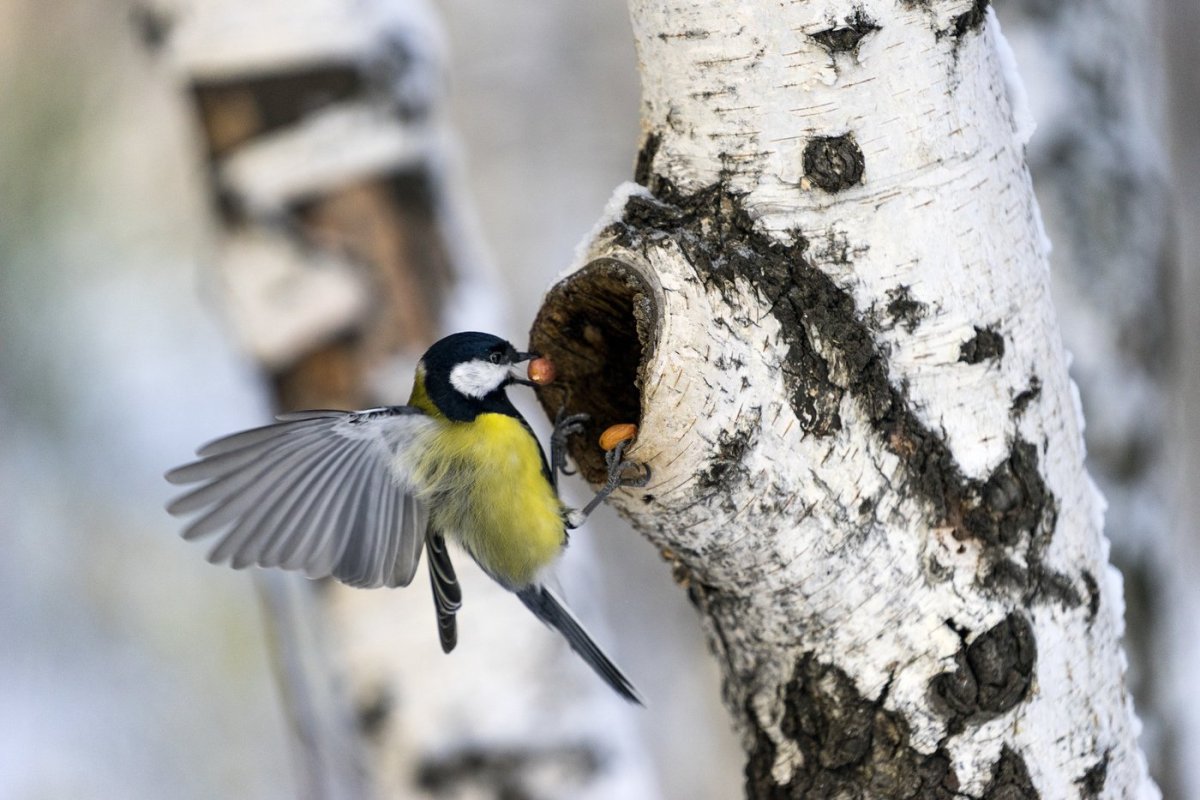 Птички с гнездом на рабочий стол
