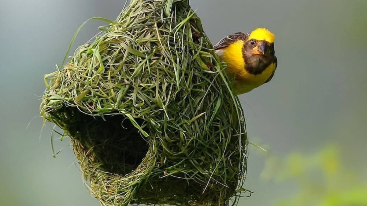 Яйца синицы