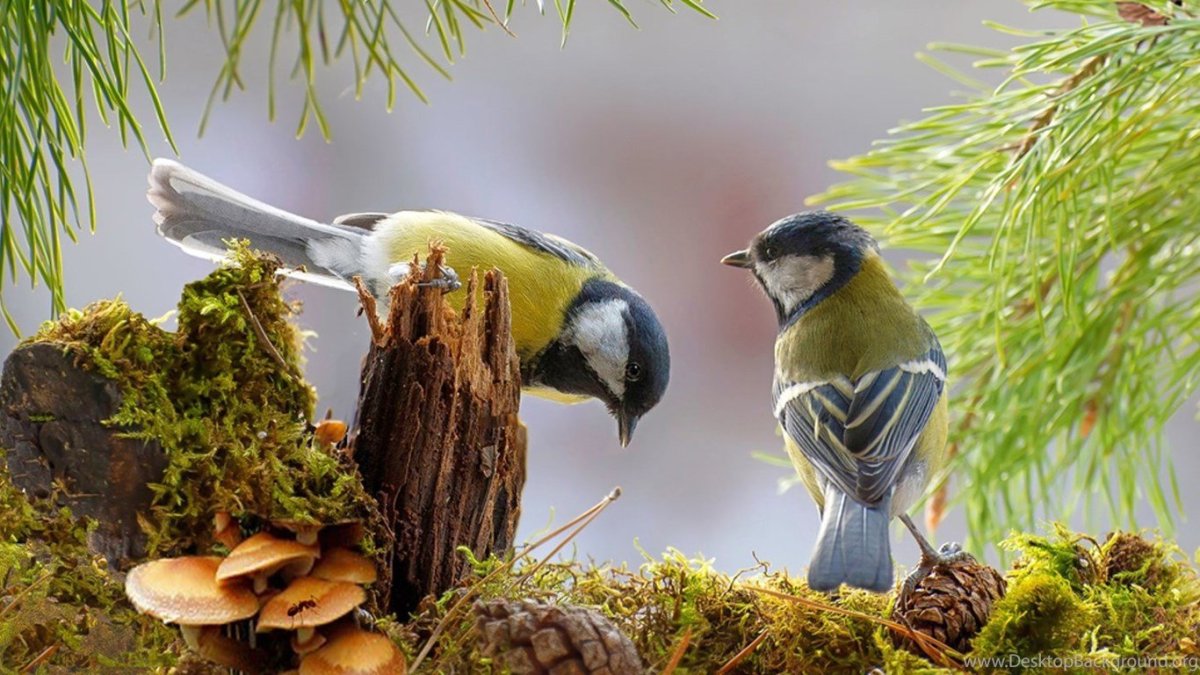 Зимнее гнездо синицы