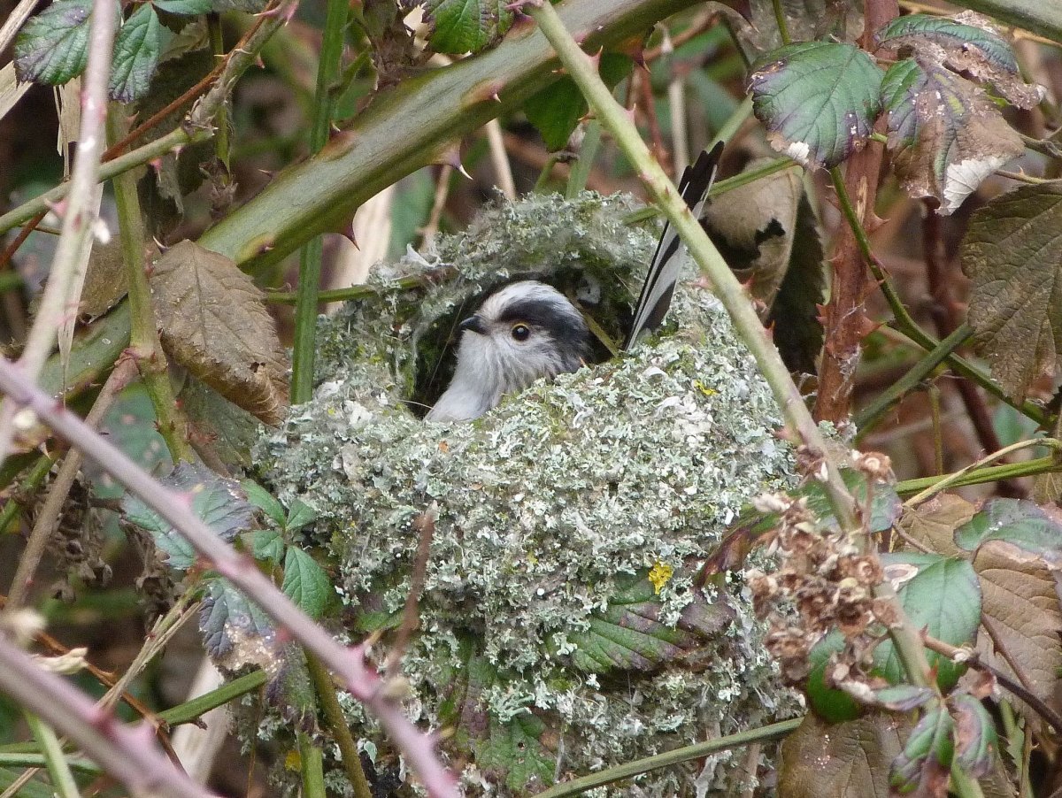 Птенец дрозда рябинника