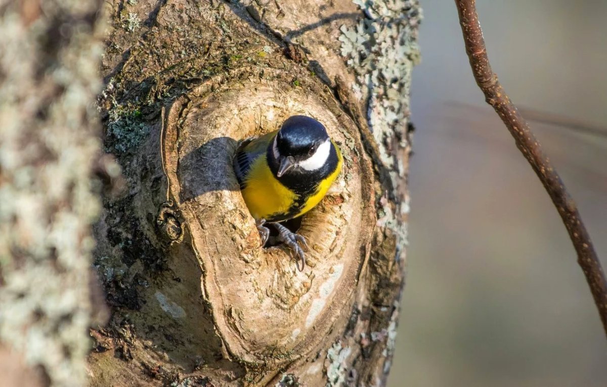 Гнездо синицы лазоревки