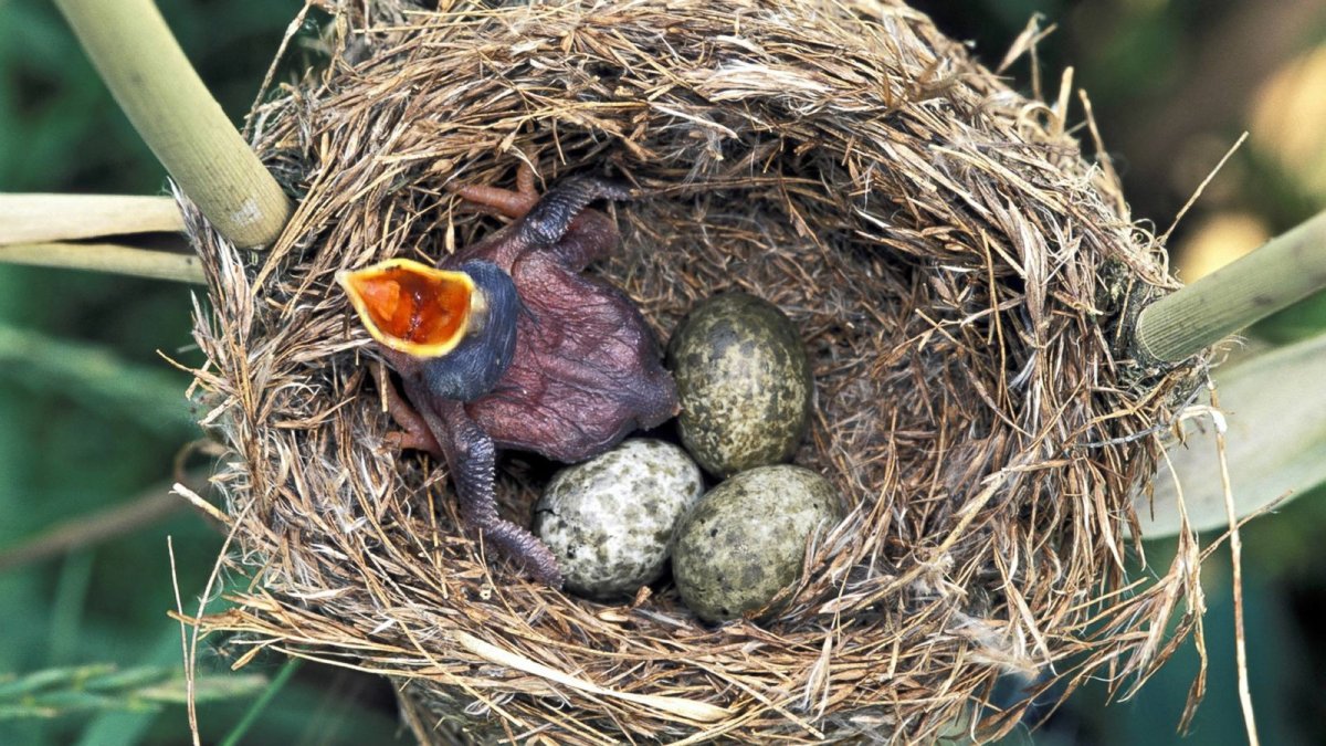 Гнезда разных птиц