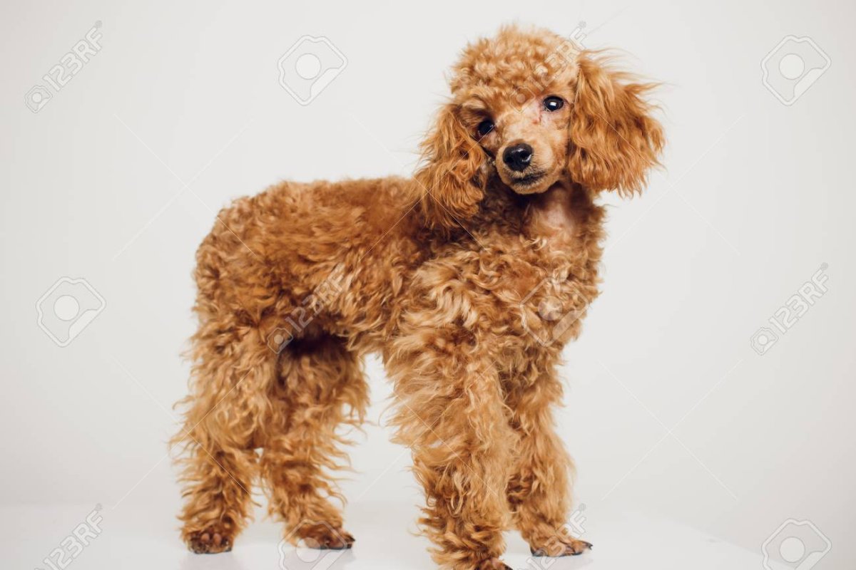 Австралийский Лабра пудель