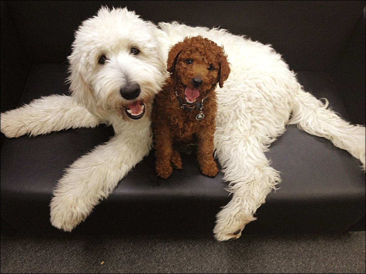 Маленькие породы собак долгожители