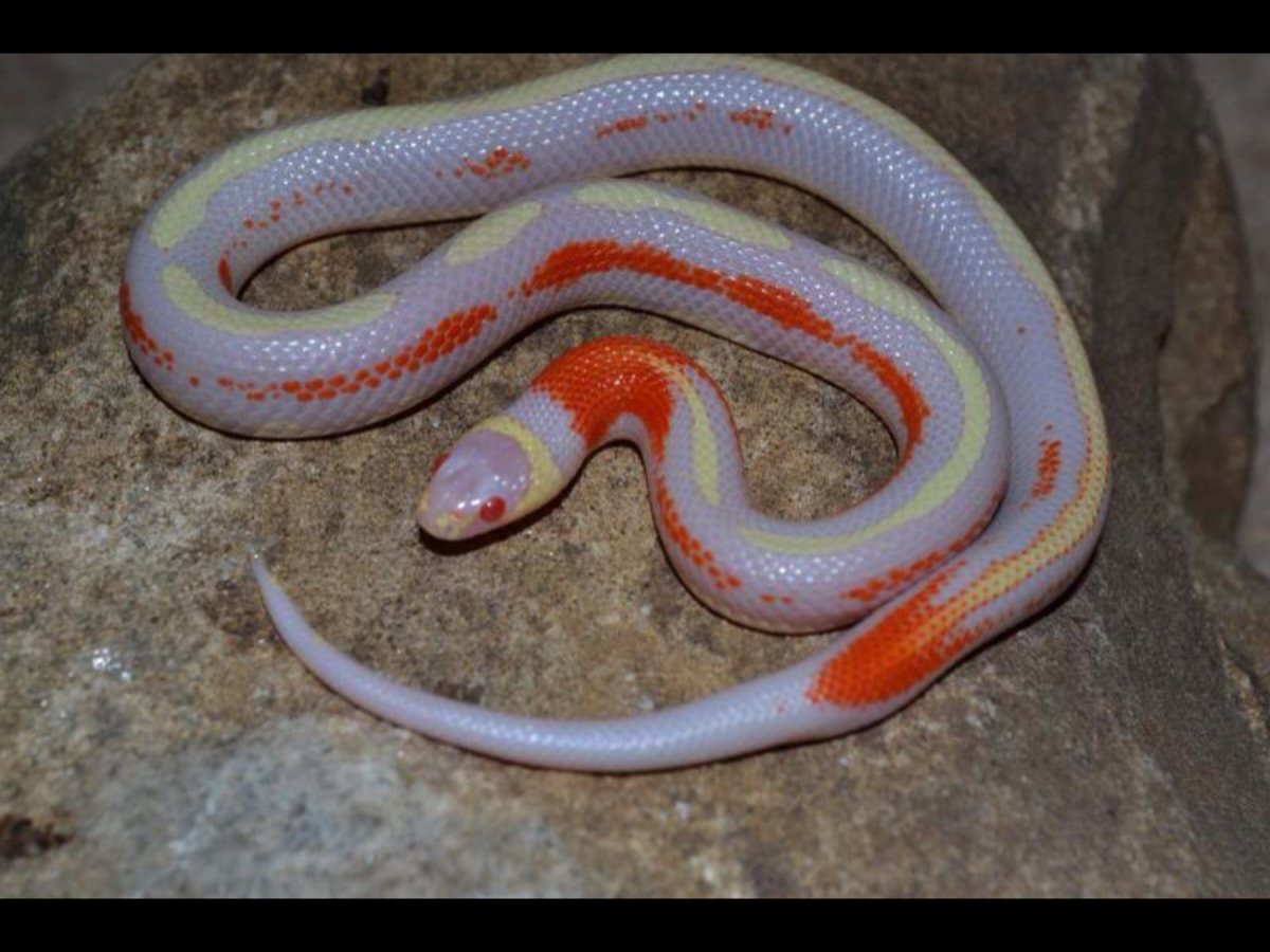 Инсулярис змея