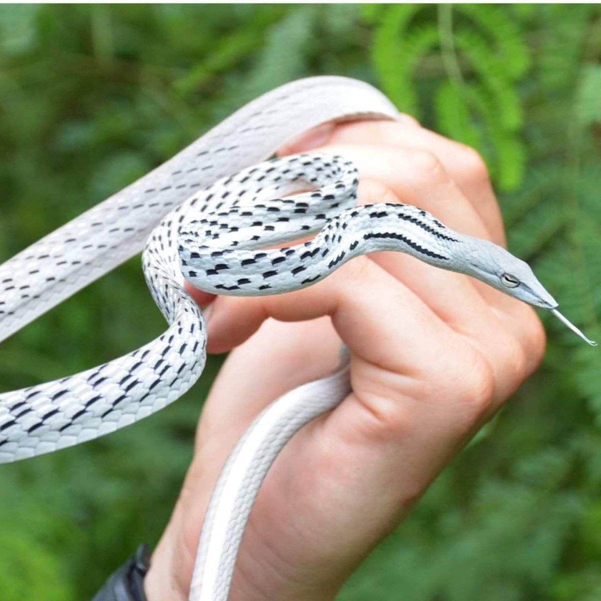 Мадагаскарская кошачьеглазая змея