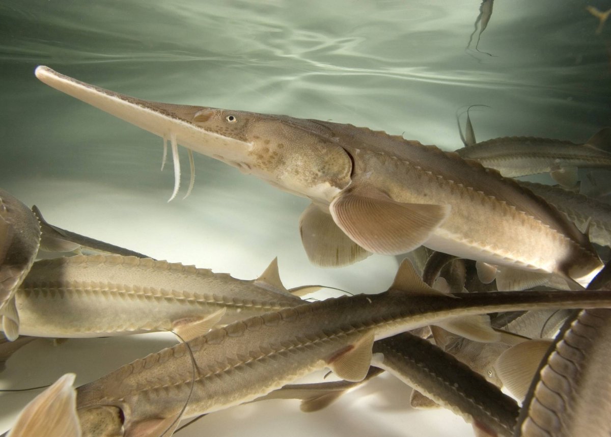 Осетр лопатонос