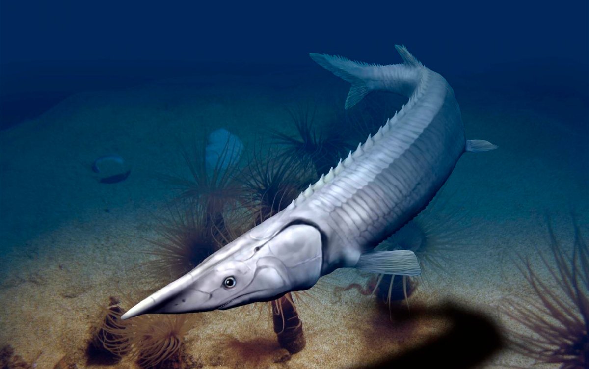 Осетр лопатонос