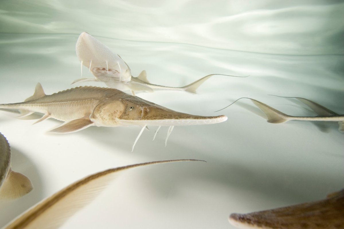 Амударьинский лопатонос