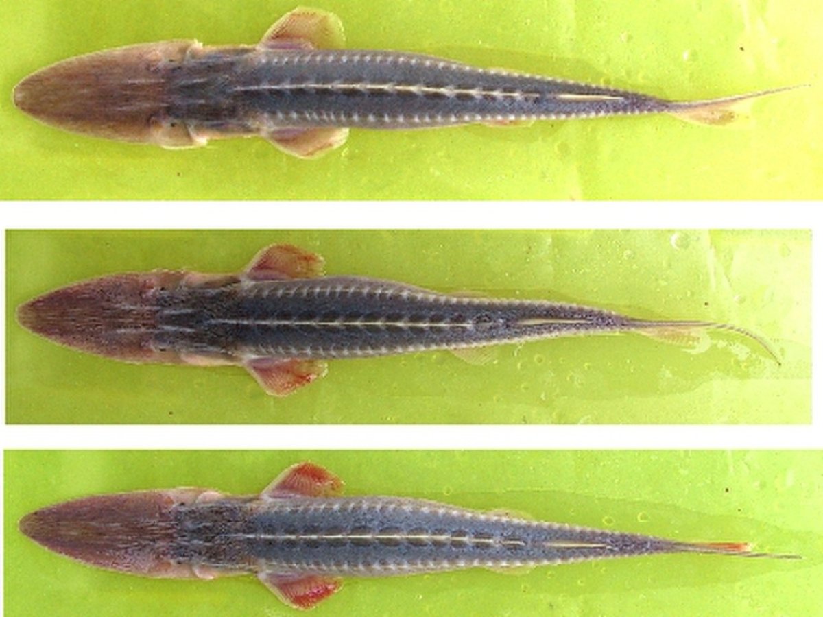 Осетровые лопатонос