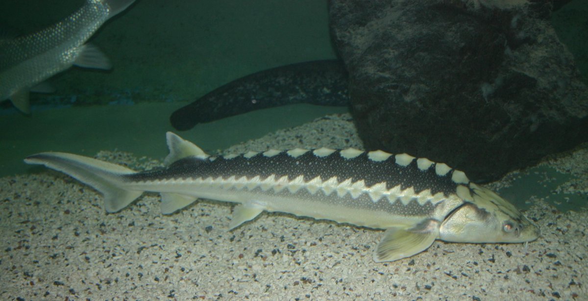 Лопатонос рыба