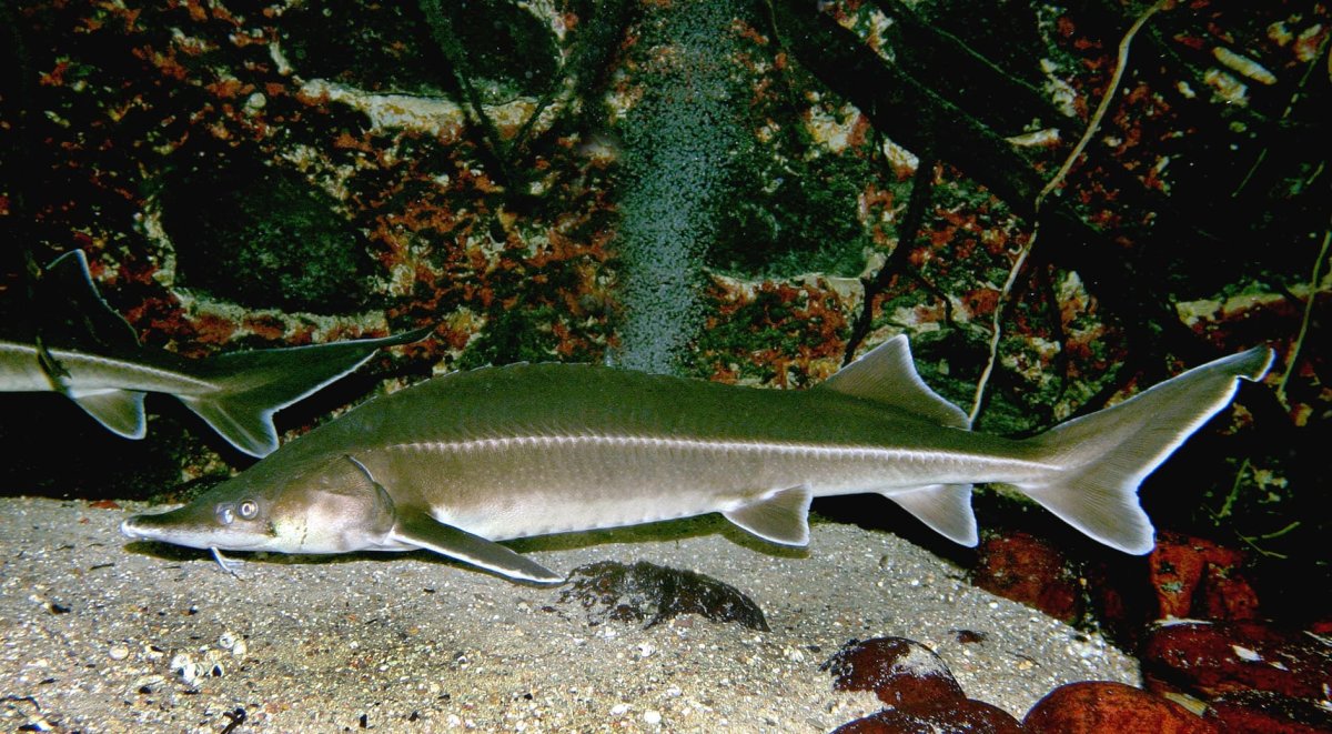 Севрюга Азовская