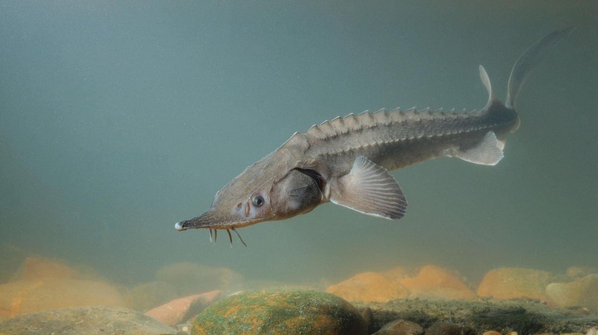 Стерлядь (Acipenser  ruthenus Linnaeus, 1758