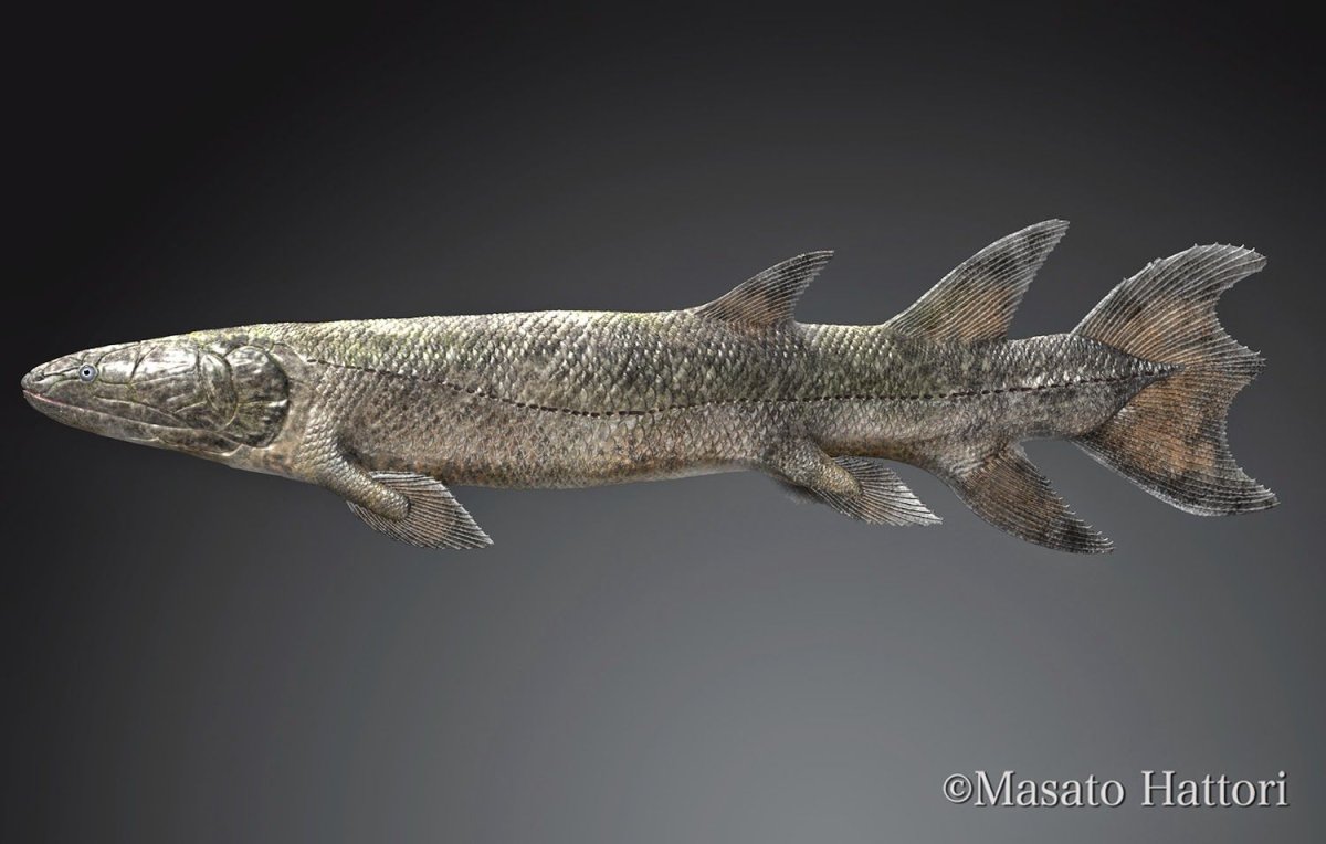 Севрюга (Acipenser stellatus)