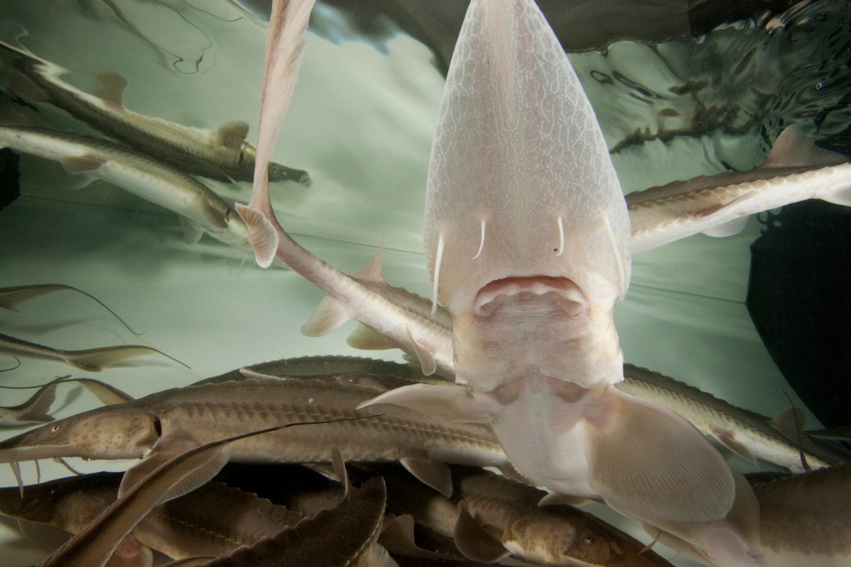 Pseudoscaphirhynchus Hermanni