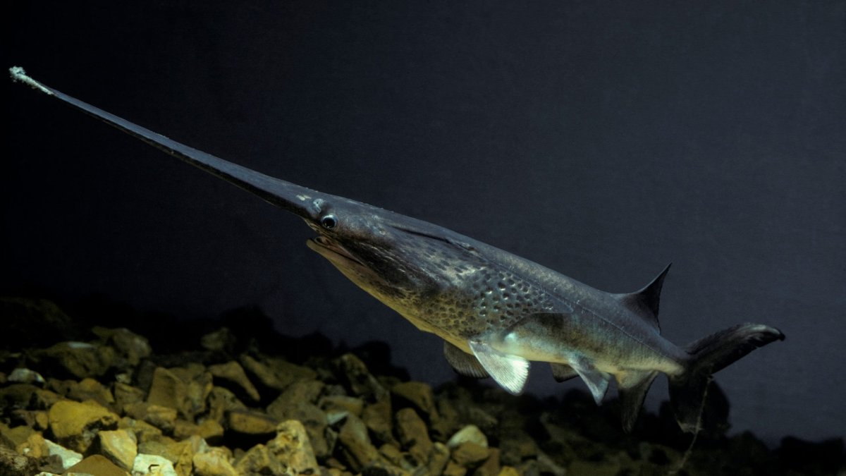 Амударьинский лопатонос