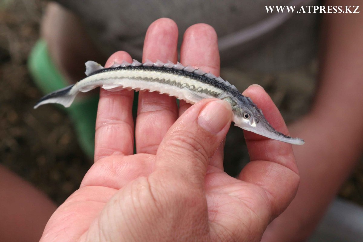 Корейский осётр