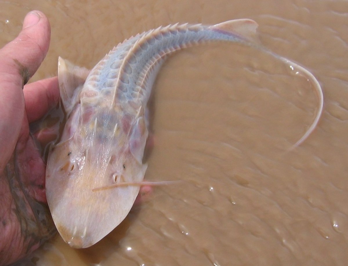 Стерлядь Acipenser ruthenus