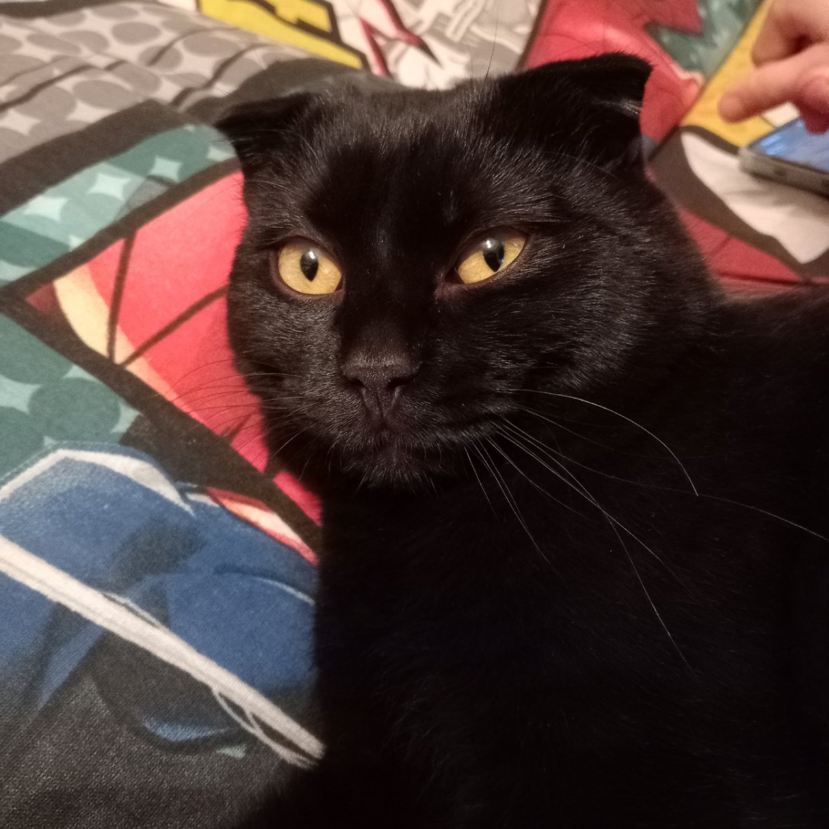 Черный Солид британец