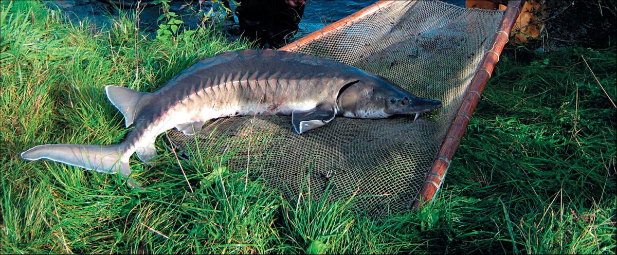 Белуга + стерлядь = Бестер