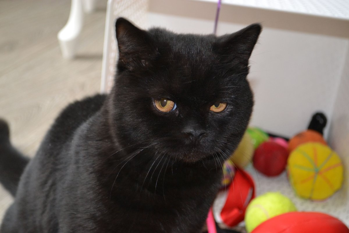 Чёрный кот фёдор британский