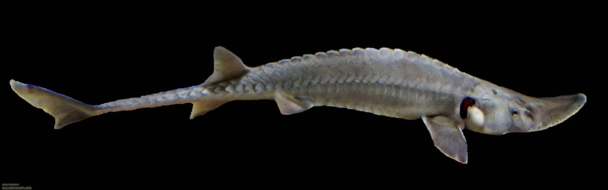 Эустеноптерон рыба