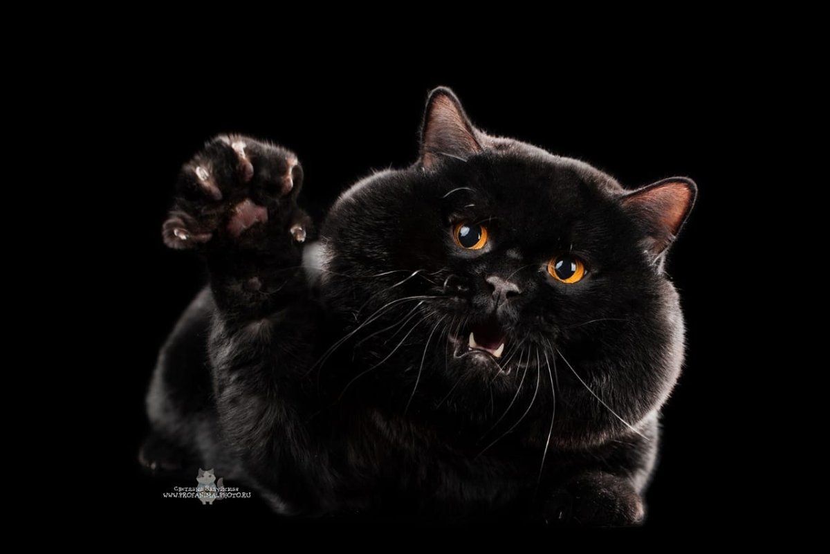 Кот британец черный