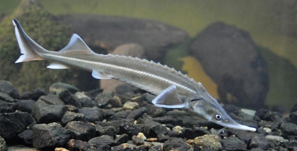 Сельдяной Король рыба