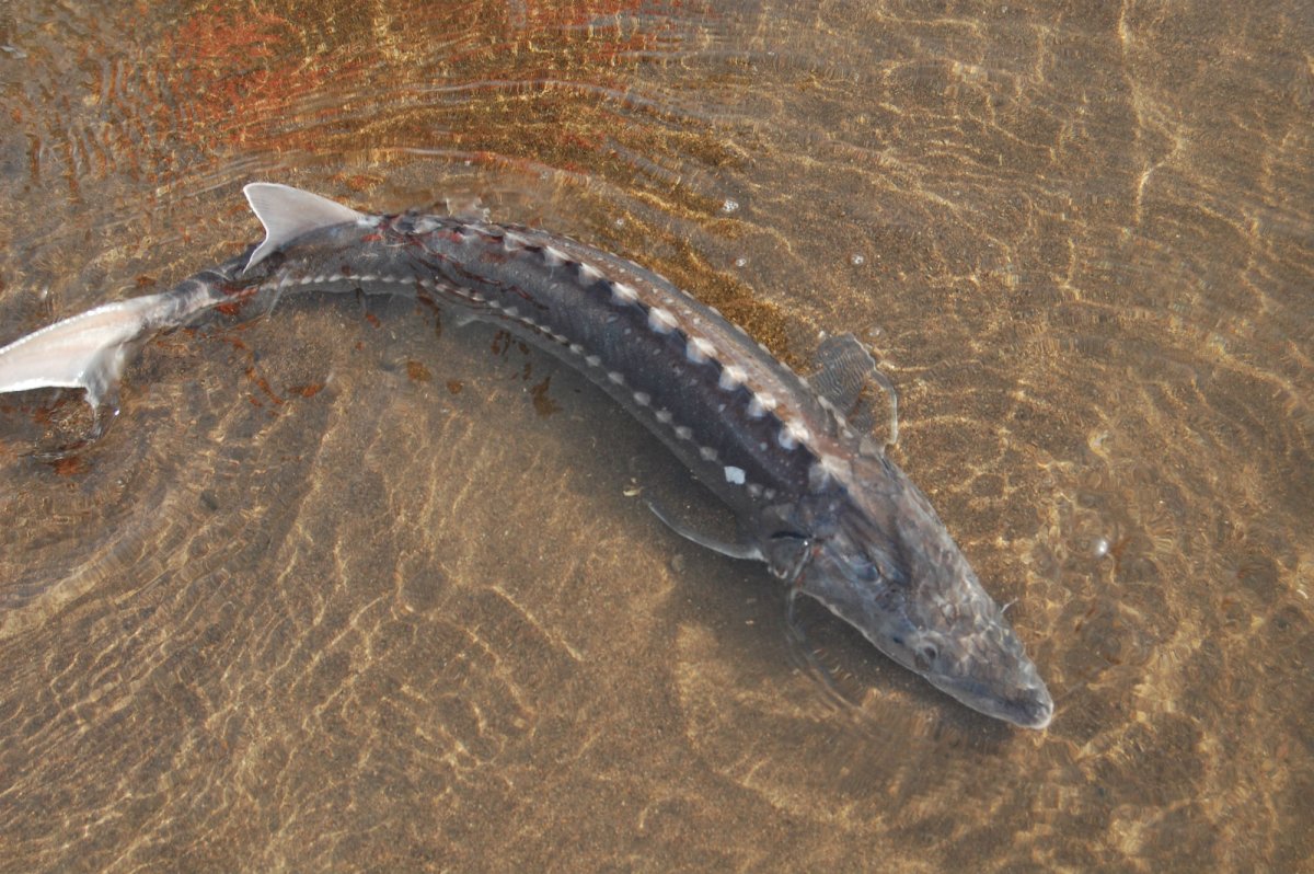 Рыба осетр Сибирский