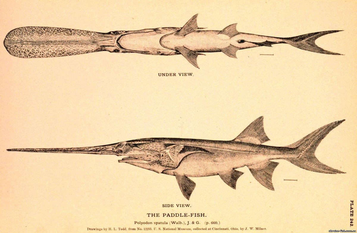 Обыкновенный лопатонос