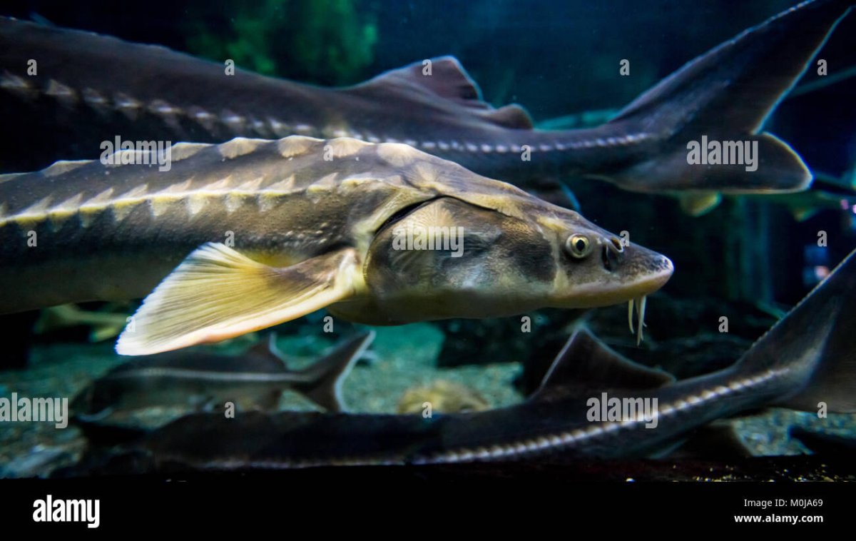 Амударьинский большой лопатонос