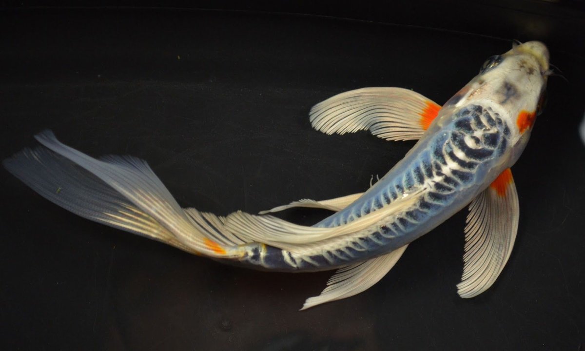 Materpiscis attenboroughi