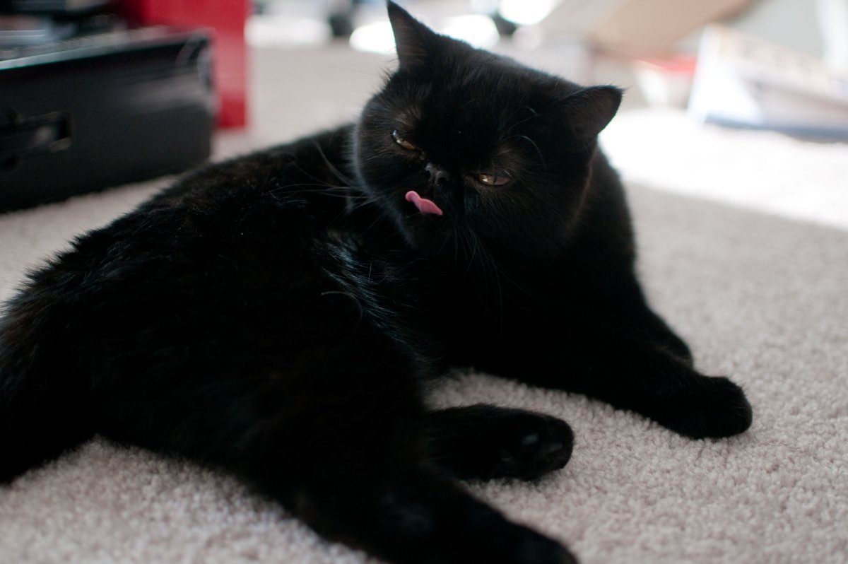 Пропал черный кот