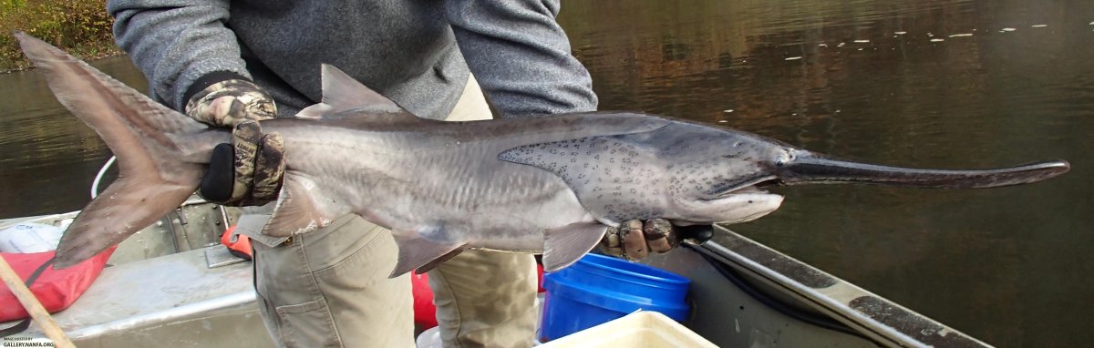 Красная книга Таджикистана рыбы