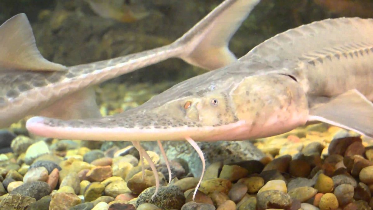 Осетр Красноярск