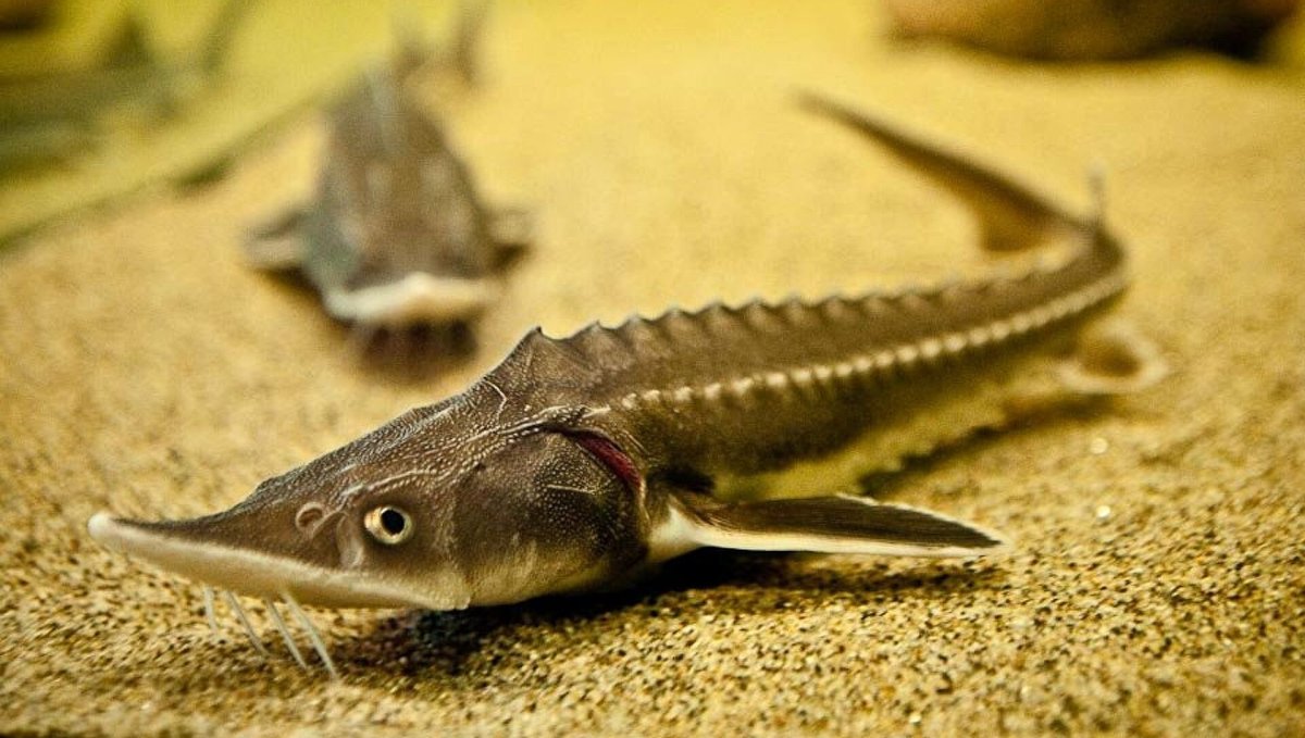 Осетр лопатонос