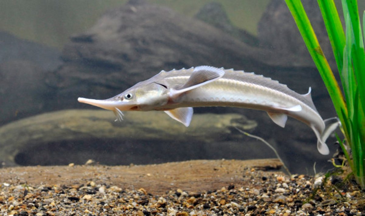 Отряд Химерообразные