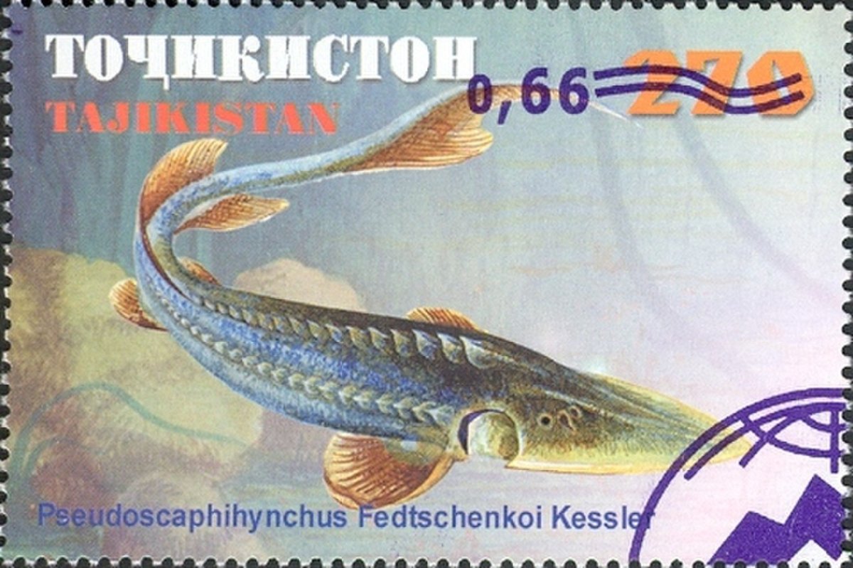 Веслонос (Polyodon spathula)