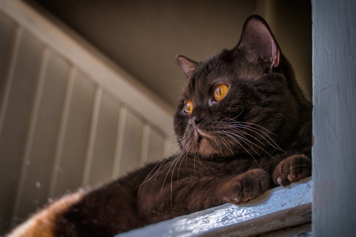 Черная кошка с большими глазами