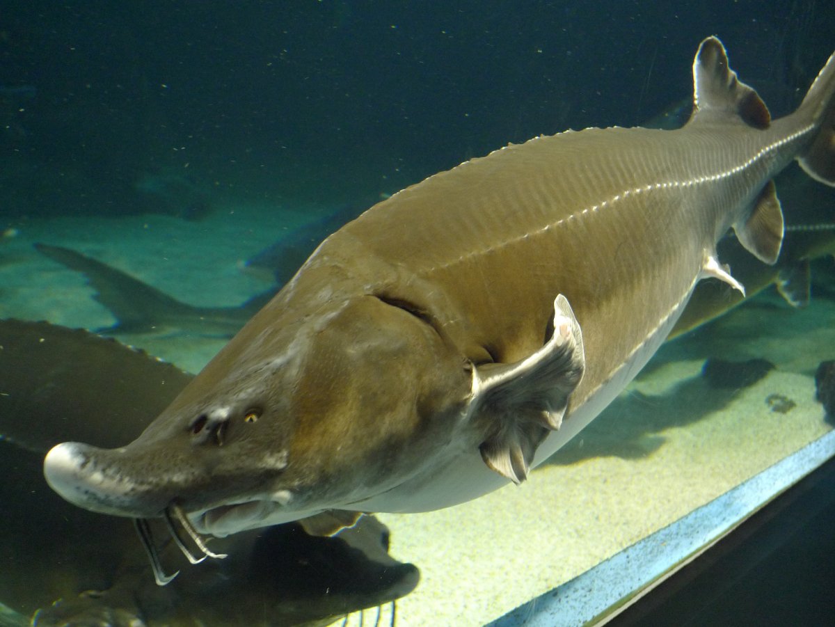 Осетровые лопатонос