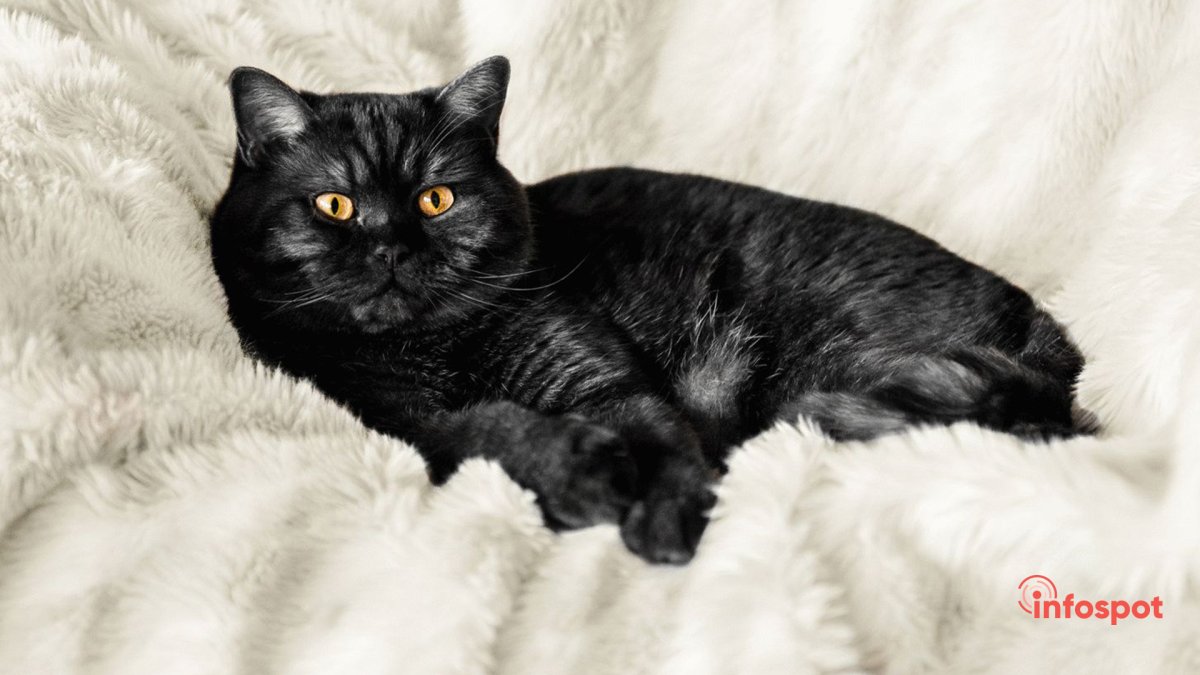 Скоттиш страйт черный