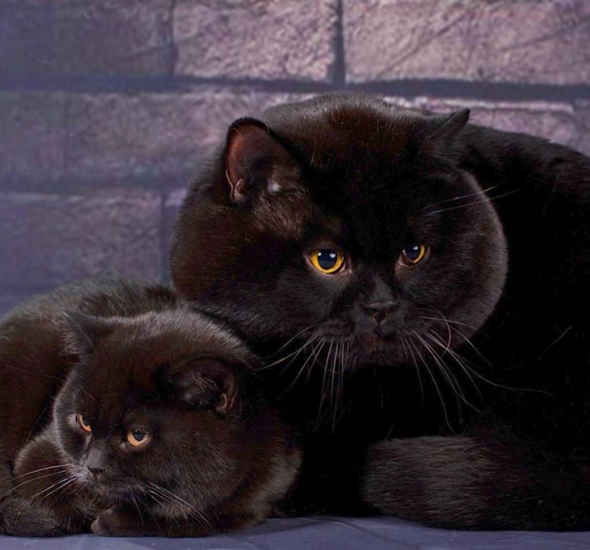 Короткошерстный экзот черный