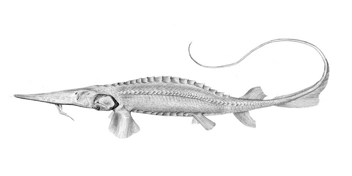 Амударьинский лопатонос рыба