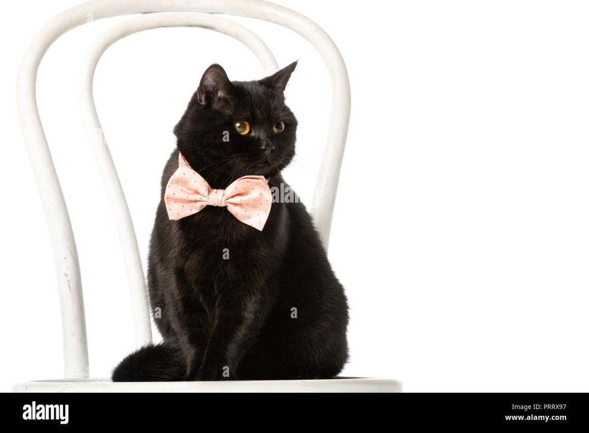 Британская кошка с желтыми глазами