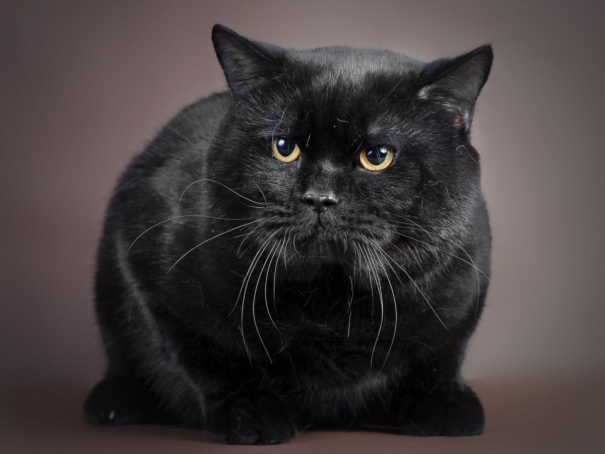 Черный котенок экзот