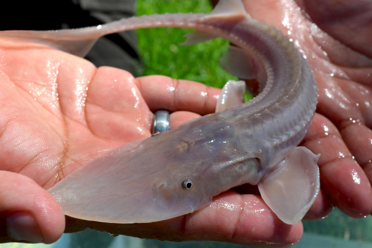 Амударьинский лжелопатонос