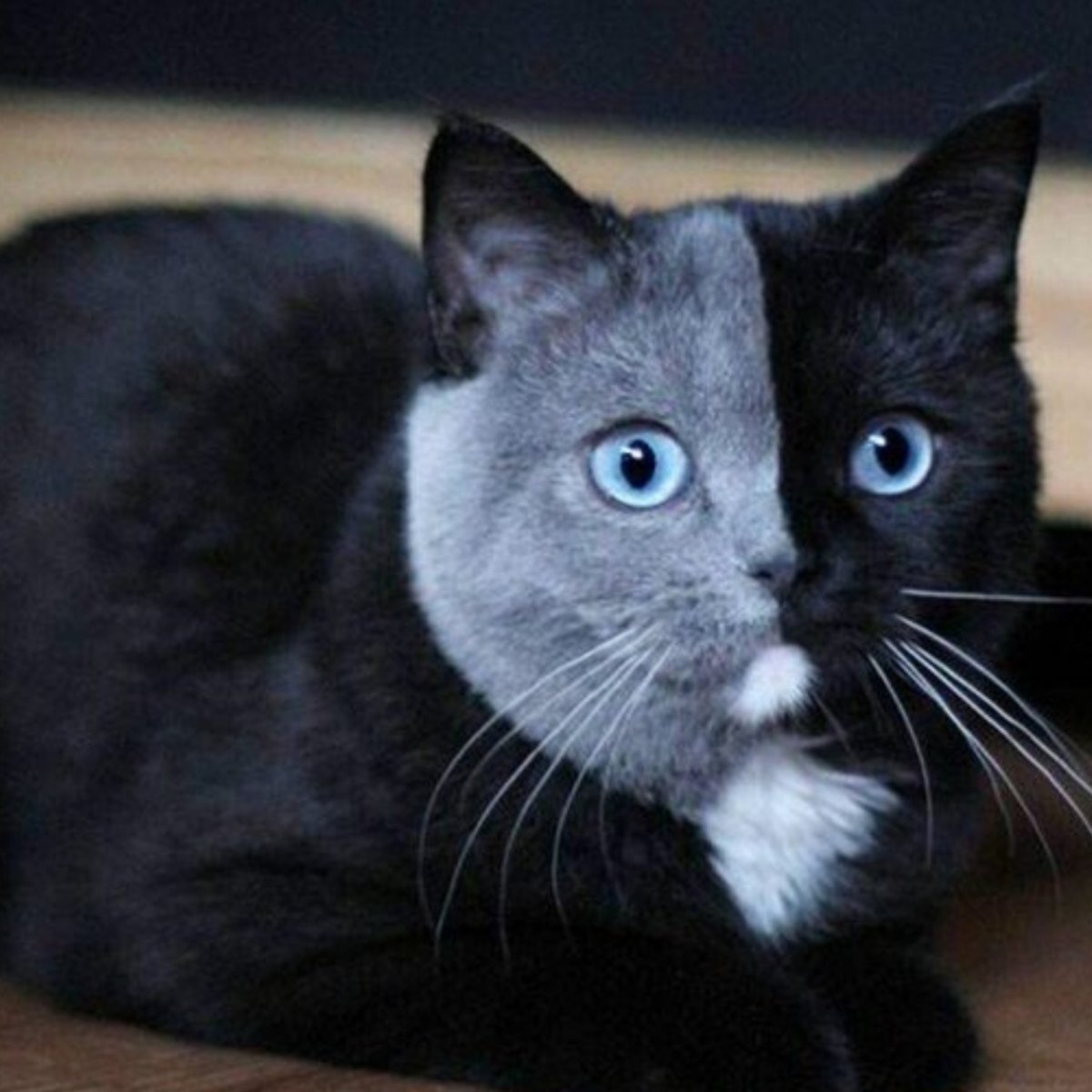 Британский прямоухий кот черный