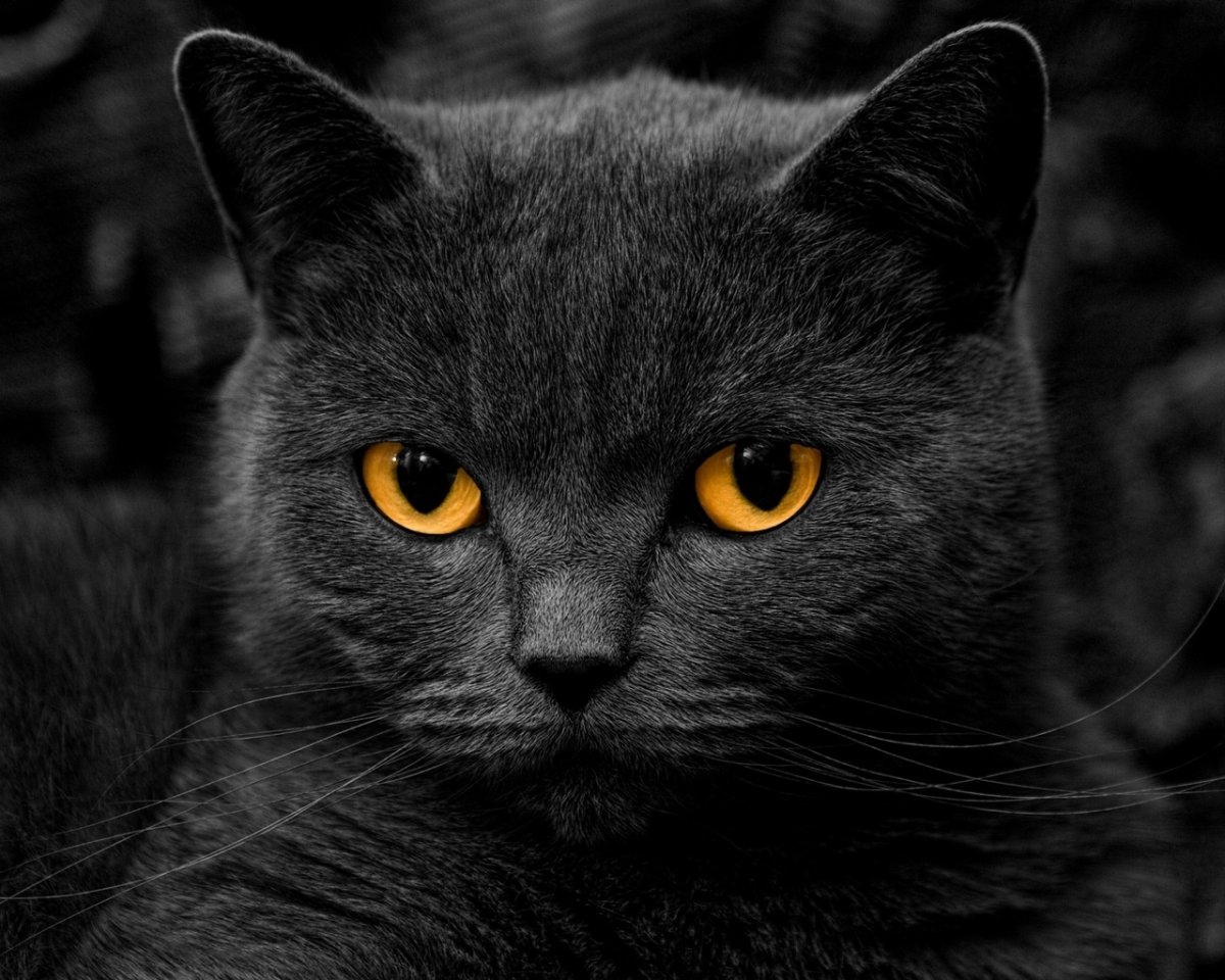 Черный кот Эстетика