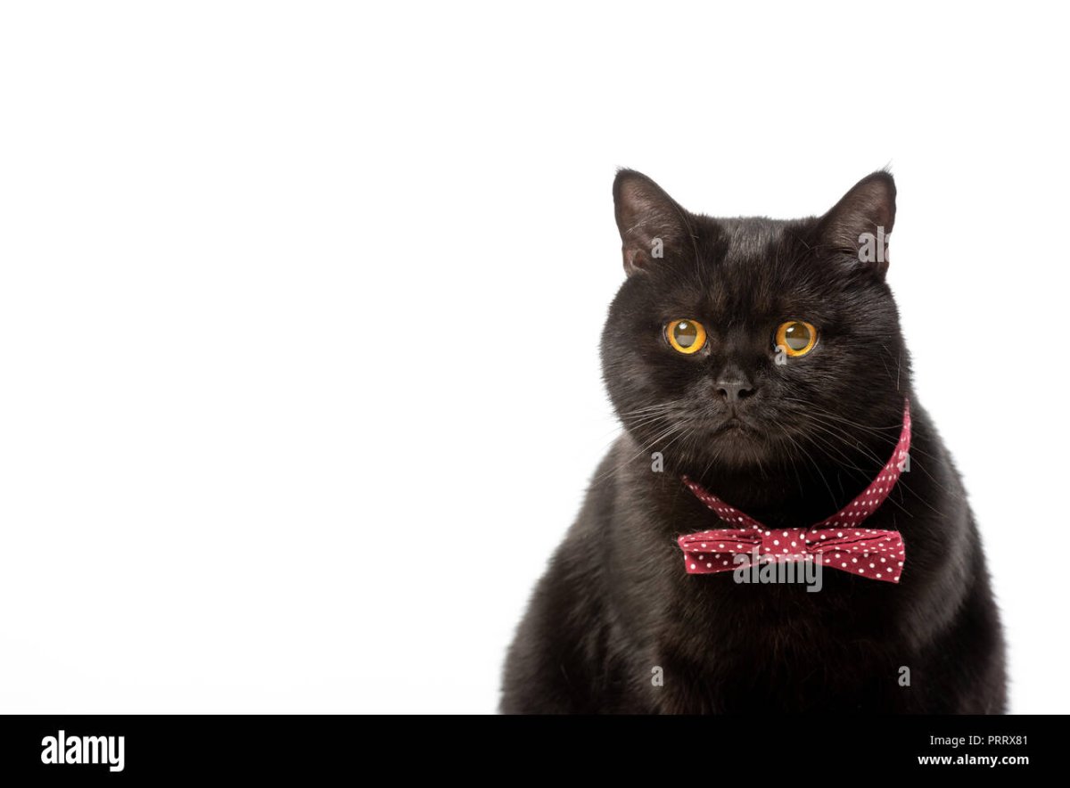 Толстый черный котенок